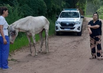 EL MALTRATO ANIMAL EN SU MAS CRUEL EXPRESION