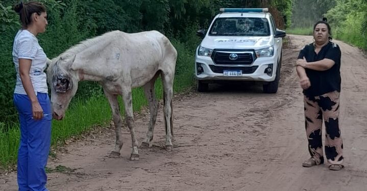 EL MALTRATO ANIMAL EN SU MAS CRUEL EXPRESION