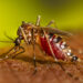EL MUNICIPIO CONFIRMO UN CASO DE DENGUE NO AUTOCTONO Y ESCASEAN ALGUNOS  REPELENTES