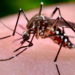 ¿COMO VENIMOS CON LA FUMIGACION? ALERTA POR LA PROLIFERACION DE MOSQUITOS