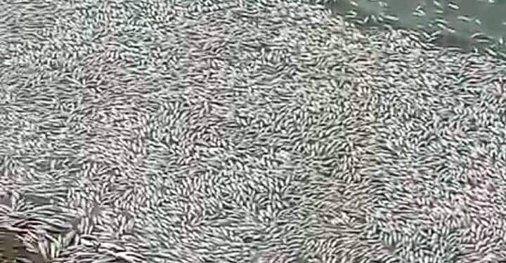 OTRA VEZ LAS ALTAS TEMPERATURAS HICIERON ESTRAGOS EN LA LAGUNA Y EL CLUB SAN ROMAN OPINÓ