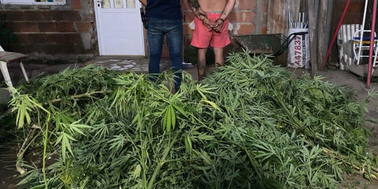 IMPORTANTE PROCEDIMIENTO ANTI DROGAS. PLANTAS DE MARIHUANA POR MAS DE 13 KILOS
