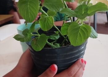 TALLER SOBRE PLANTAS AROMÁTICAS REPELENTES