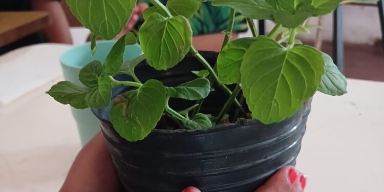 TALLER SOBRE PLANTAS AROMÁTICAS REPELENTES