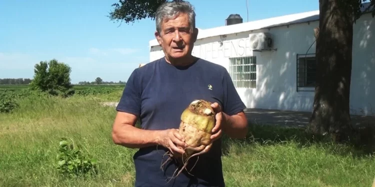 ANÍBAL MOLINA EN RADIO RIVADAVIA PROMOCIONANDO UN NUEVO CULTIVO