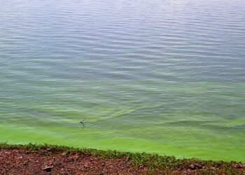 CIANOBACTERIAS EN EL SALADO: LOS SENADORES EUGENIA GIL Y ALEJANDRO CELLILLO PRESENTARON UN PEDIDO DE INFORME