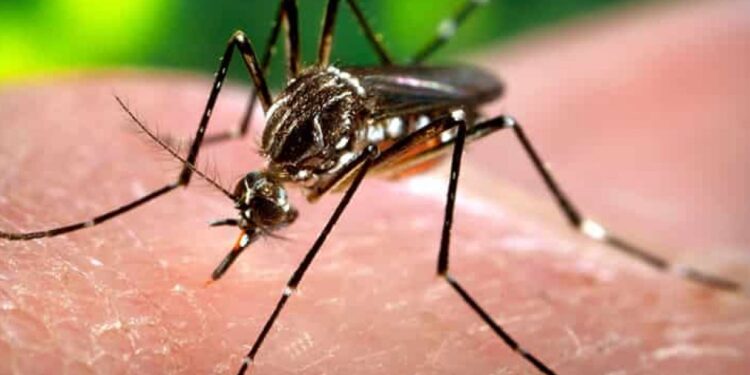 DENGUE: APARICIÓN SOSTENIDA DE CASOS AUTÓCTONOS EN LA PROVINCIA DE BUENOS AIRES