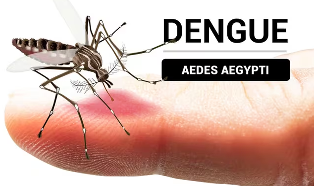 INFORME DEL BROTE DE DENGUE EN LA PROVINCIA. HAY DISTRITOS DE LA 4TA. 1 EN BRAGADO SE CONFIRMO EL PRIMER CASO DE DENGUE AUTOCTONO