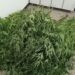 CULTIVA MARIHUANA CON FINES MEDICINALES: SALTARON UN TAPIAL PARA ROBARLAS