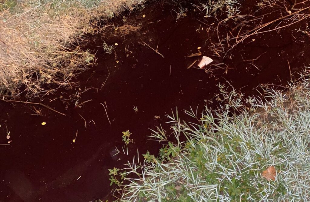 cuneta matadero cerdos1