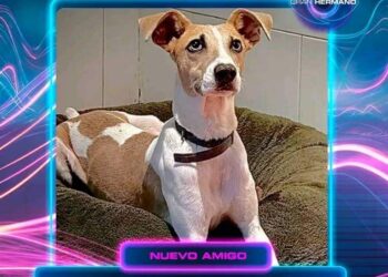 ARTURO: DE BRAGADO A GRAN HERMANO. LA HUELLA DEL MALTRATO ANIMAL