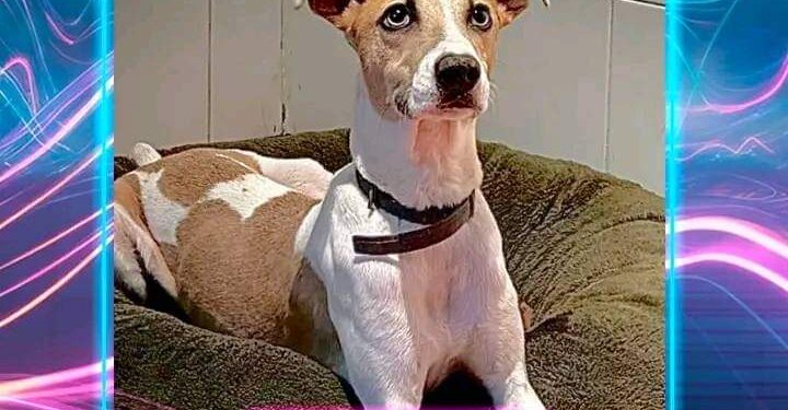 ARTURO: DE BRAGADO A GRAN HERMANO. LA HUELLA DEL MALTRATO ANIMAL