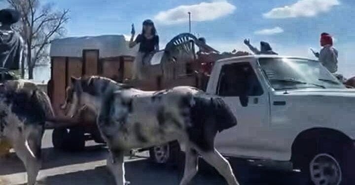 UN DIA ANTES LA COMISIÓN TUVO QUE ABRIR LA LAGUNA PARA LAS DELEGACIONES QUE LLEGAN A LA FIESTA