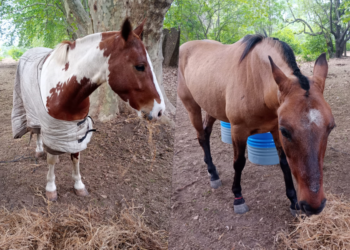 MENORES CORRIENDO CARRERAS A CABALLO, DENTRO LA LAGUNA, ATROPELLARON DOS MUJERES