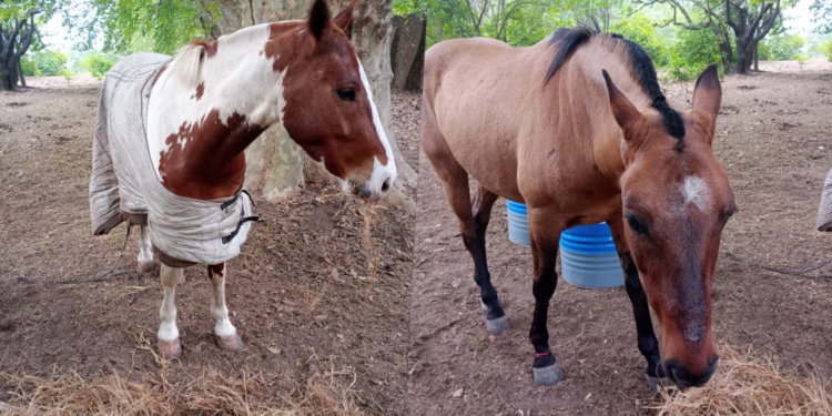 MENORES CORRIENDO CARRERAS A CABALLO, DENTRO LA LAGUNA, ATROPELLARON DOS MUJERES 1 MENORES CORRIENDO CARRERAS A CABALLO, DENTRO LA LAGUNA, ATROPELLARON DOS MUJERES