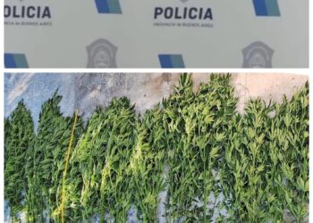 19 PLANTAS DE MARIHUANA SIN PERMISO DE REPROCANN.