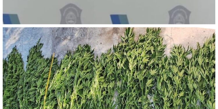 19 PLANTAS DE MARIHUANA SIN PERMISO DE REPROCANN. 1 19 PLANTAS DE MARIHUANA SIN PERMISO DE REPROCANN.