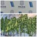 19 PLANTAS DE MARIHUANA SIN PERMISO DE REPROCANN.