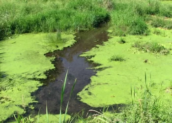 EUGENIA GIL SOLICITÓ INFORMES POR LA REITERADA PRESENCIA DE CIANOBACTERIAS