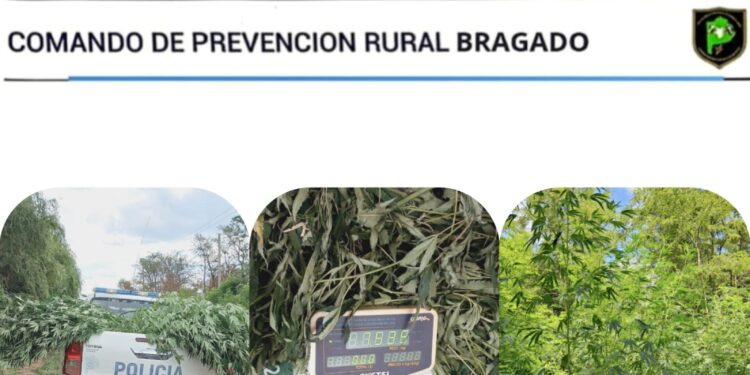 LA POLICIA SECUESTRO MAS DE 7 KILOS DE HOJAS DE MARIHUANA