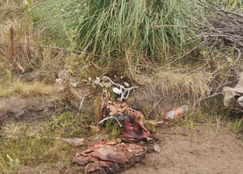 ALERTAN SOBRE RESIDUOS DE MATANZAS DE ANIMALES EN LA CIUDAD