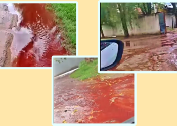 MATADERO DE CERDOS DERRAMÓ SANGRE A LA CALLE