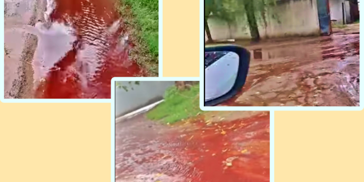 MATADERO DE CERDOS DERRAMÓ SANGRE A LA CALLE