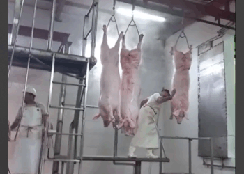 COMENZO LA FAENA DE CERDOS EN LA COOPERATIVA MATADERO Y FRIGORIFICO BRAGADO