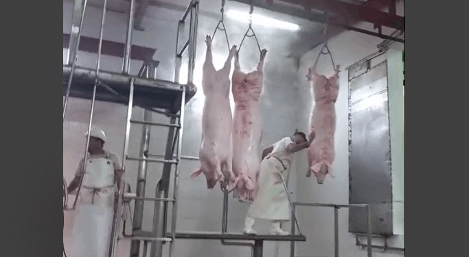 COMENZO LA FAENA DE CERDOS EN LA COOPERATIVA MATADERO Y FRIGORIFICO BRAGADO