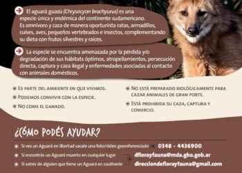 AVISTAJE DE UN AGUARA GUAZU EN EL DISTRITO DE ALBERTI. NO ES AGRESIVO