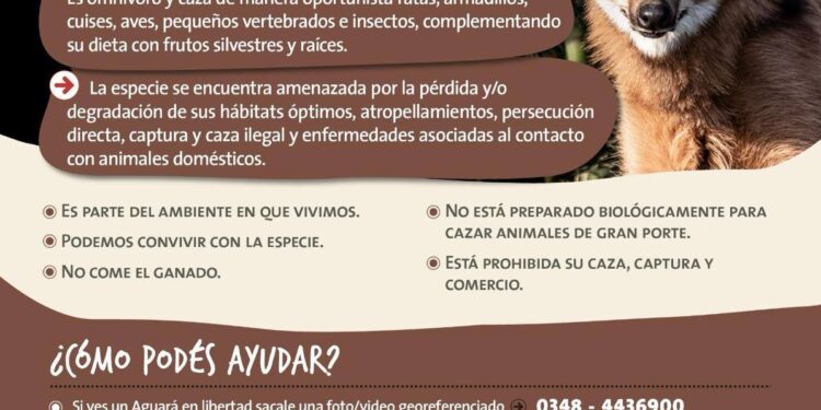 AVISTAJE DE UN AGUARA GUAZU EN EL DISTRITO DE ALBERTI. NO ES AGRESIVO