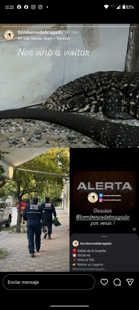 lagarto