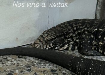 OTRA PARA EL CUADERNO: BOMBEROS ACUDIO ANTE EL LLAMADO DE LA PRESENCIA DE UN LAGARTO