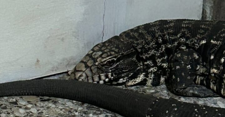 OTRA PARA EL CUADERNO: BOMBEROS ACUDIO ANTE EL LLAMADO DE LA PRESENCIA DE UN LAGARTO
