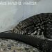 OTRA PARA EL CUADERNO: BOMBEROS ACUDIO ANTE EL LLAMADO DE LA PRESENCIA DE UN LAGARTO