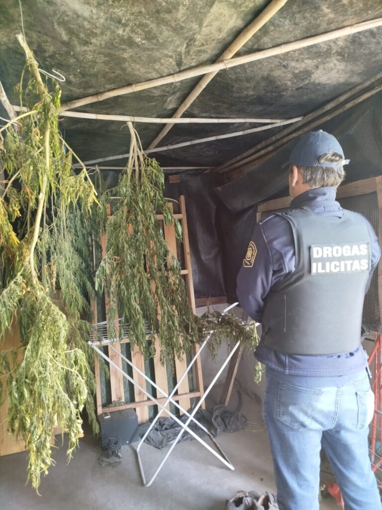 marihuana mechita1