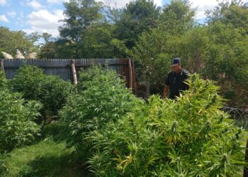 MARIHUANA EN MECHITA: LA POLICÍA REALIZÓ DOS ALLANAMIENTOS Y DESCUBRIÓ 50 PLANTAS EN UNA VIVIENDA 6 MARIHUANA EN MECHITA: LA POLICÍA REALIZÓ DOS ALLANAMIENTOS Y DESCUBRIÓ 50 PLANTAS EN UNA VIVIENDA