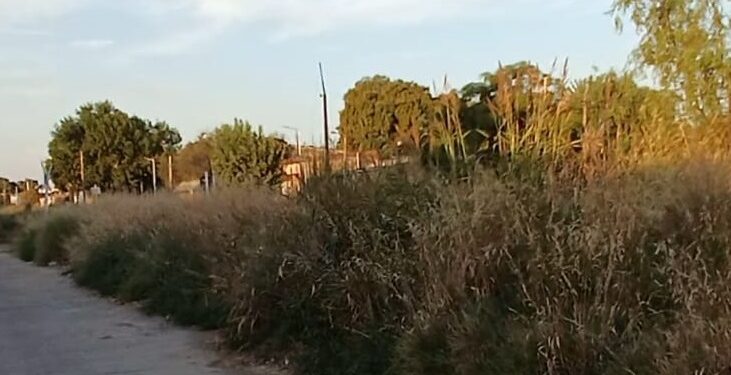 LIMPIEZA Y ORDENAMIENTO EN LA ZONA DE LA VÍAS DEL FERROCARRIL