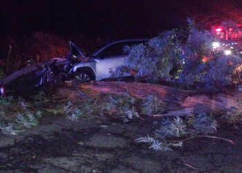 CHOCARON UN ÁRBOL CAÍDO EN LA RUTA 46. CUARTO PERSONAS DE BRAGADO RESULTARON HERIDAS