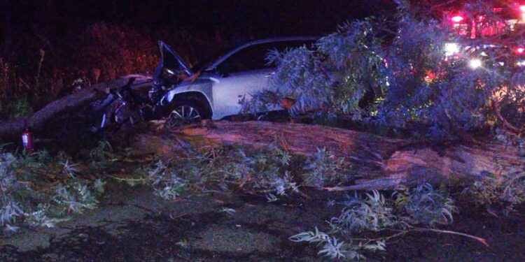 CHOCARON UN ÁRBOL CAÍDO EN LA RUTA 46. CUARTO PERSONAS DE BRAGADO RESULTARON HERIDAS