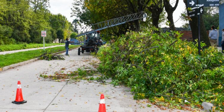 SE INICIÓ LA TEMPORADA DE PODA PROGRAMADA Y PODA CORRECTIVA