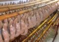 A FULL EN COMODORO PY CON LOS CHORIZOS PARA LA GRAN FIESTA DE AGOSTO