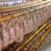 A FULL EN COMODORO PY CON LOS CHORIZOS PARA LA GRAN FIESTA DE AGOSTO