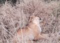 INVESTIGAN LA PRESENCIA DE VARIOS PERROS SIN VIDA  EN LA ZONA RURAL DE IRALA
