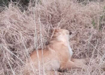 INVESTIGAN LA PRESENCIA DE VARIOS PERROS SIN VIDA  EN LA ZONA RURAL DE IRALA