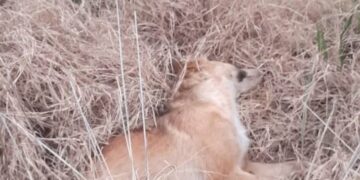 INVESTIGAN LA PRESENCIA DE VARIOS PERROS SIN VIDA  EN LA ZONA RURAL DE IRALA