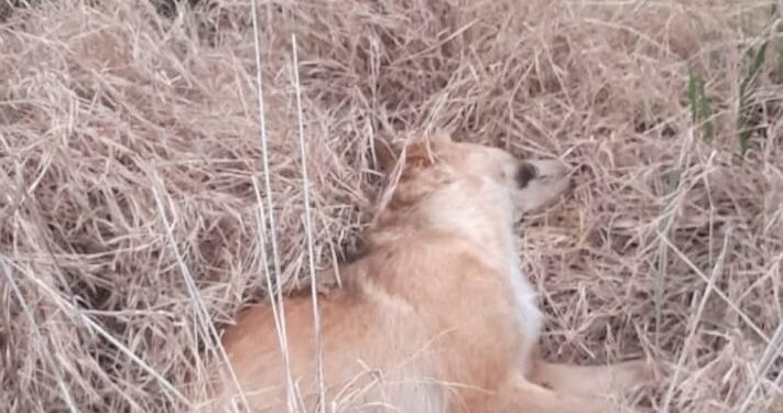 INVESTIGAN LA PRESENCIA DE VARIOS PERROS SIN VIDA  EN LA ZONA RURAL DE IRALA