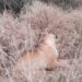 INVESTIGAN LA PRESENCIA DE VARIOS PERROS SIN VIDA  EN LA ZONA RURAL DE IRALA