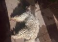 TRISTE DESELANCE PARA UN PERRITO EXTRAVIADO: ASEGURAN QUELO ARROJARON DESDE UN PISO SEXTO EN EL BARRIO FONAVI 13 TRISTE DESELANCE PARA UN PERRITO EXTRAVIADO: ASEGURAN QUELO ARROJARON DESDE UN PISO SEXTO EN EL BARRIO FONAVI