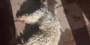 TRISTE DESELANCE PARA UN PERRITO EXTRAVIADO: ASEGURAN QUE LO ARROJARON DESDE UN PISO SEXTO EN EL BARRIO FONAVI